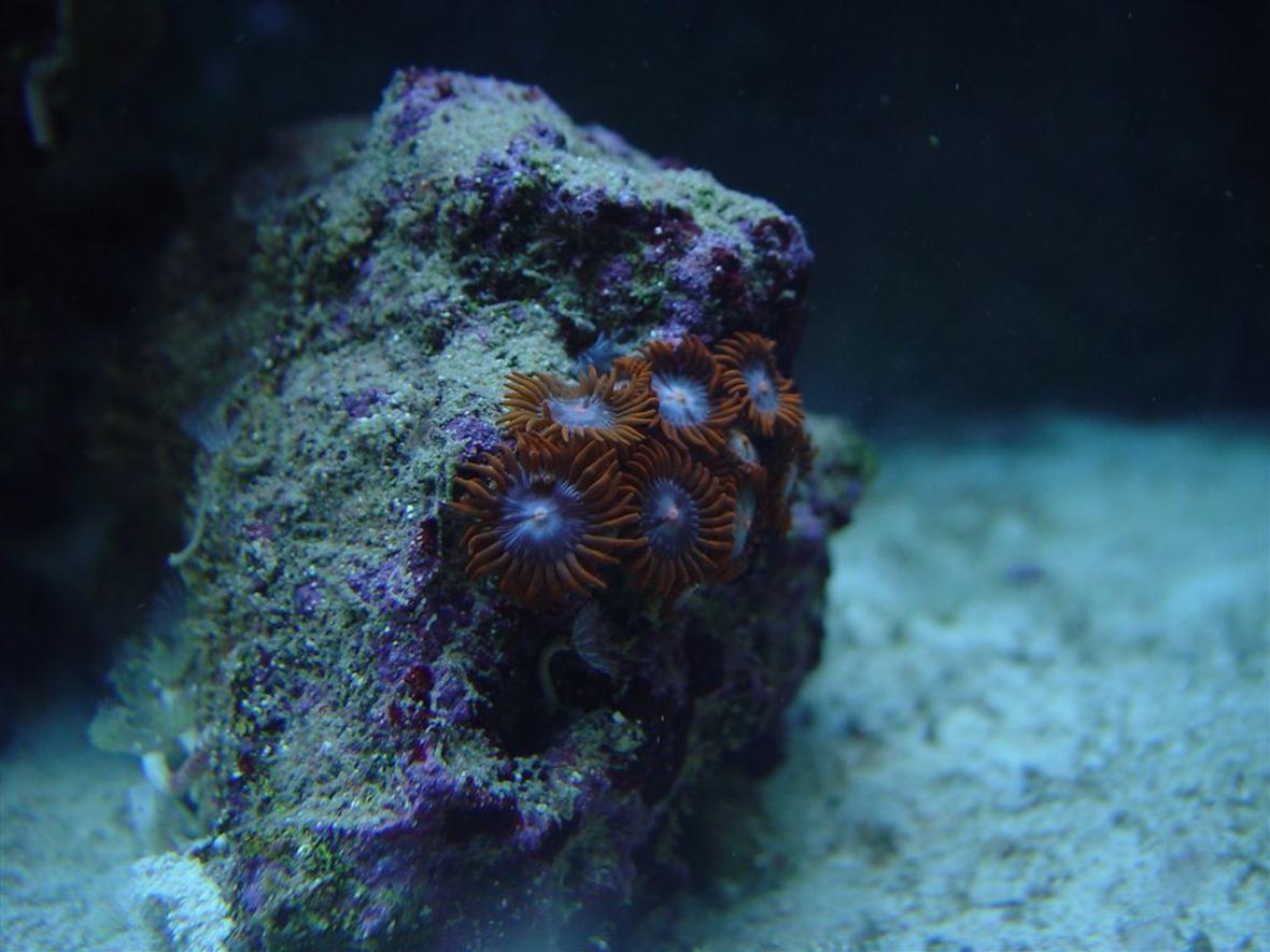 corals inverts - zoanthus sp. - fire & ice zoanthids stocking in 75 gallons tank - Orange/ Ice Blue Zoanthids