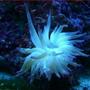 corals inverts - condylactis gigantea - condy anemone stocking in 50 gallons tank - anemone