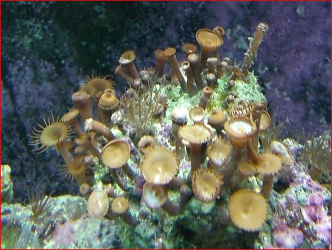 corals inverts - protopalythoa sp. - button polyp stocking in 50 gallons tank - coral