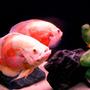 freshwater fish - astronotus ocellatus - albino tiger oscar stocking in 135 gallons tank - Albino Tiger Oscars (about 12") "Bonnie and Clyde"