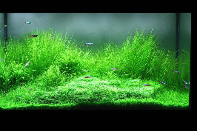 75 gallons planted tank (mostly live plants and fish) - My new ADA 2ft tank!
I have 15 cardinal tetras, 3 otto cats, some cory cats, and some black striped neons.
I have been working on the tank for a long time and now finally finished!