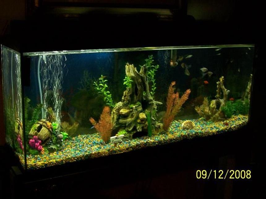 Rated #2591: 55 Gallons Freshwater Fish Tank - Freshwater Community Tank