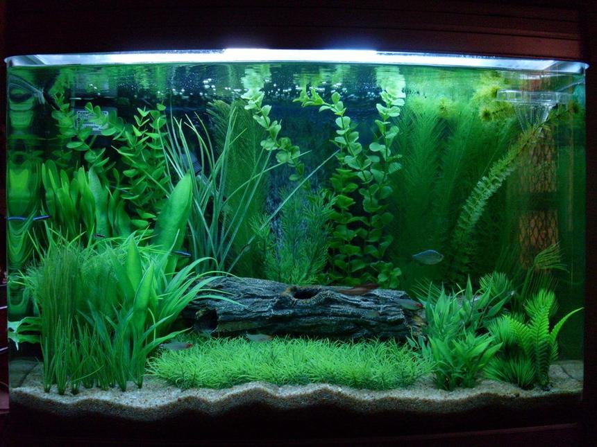 Rated #41: 24 Gallons Planted Tank - Newly refurbished tank - and new camera!