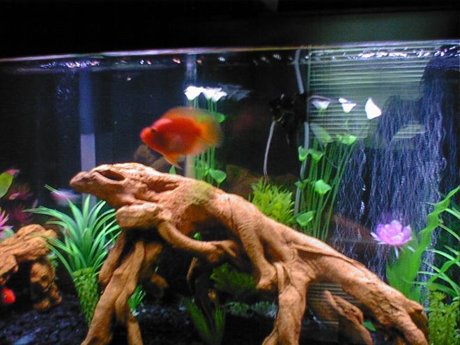 freshwater fish - heros severus x amphilophus citrinellum - blood parrot stocking in 55 gallons tank - Blood Parrot