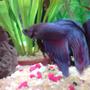 freshwater fish - betta splendens - betta - male stocking in 14 gallons tank - my fighter