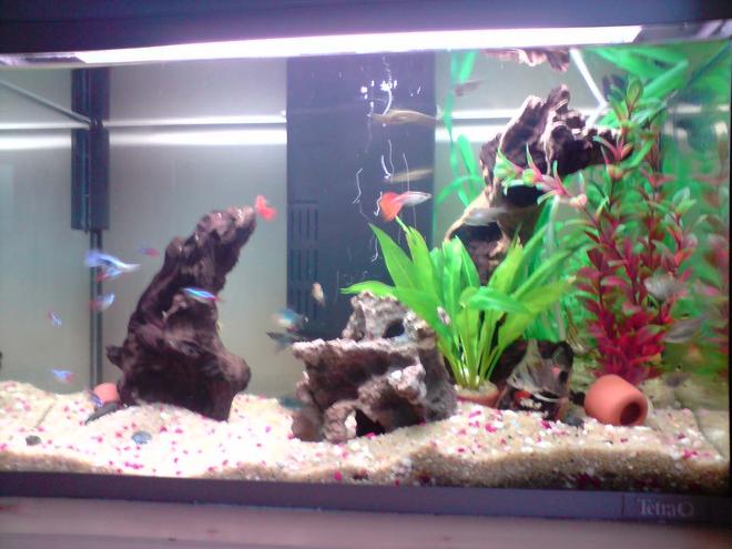 14 gallons freshwater fish tank (mostly fish and non-living decorations) - my 60litre tank. . .  comunity tank