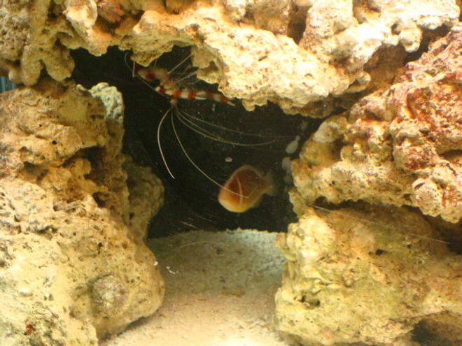 saltwater fish - amphiprion perideraion - pink skunk clownfish stocking in 29 gallons tank - just hangin out