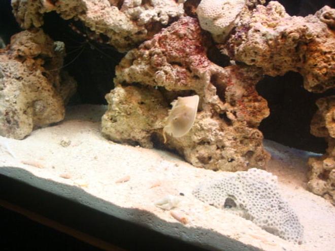 corals inverts - limulus polyphemus - horseshoe crab stocking in 29 gallons tank - sorta looks like hes flying