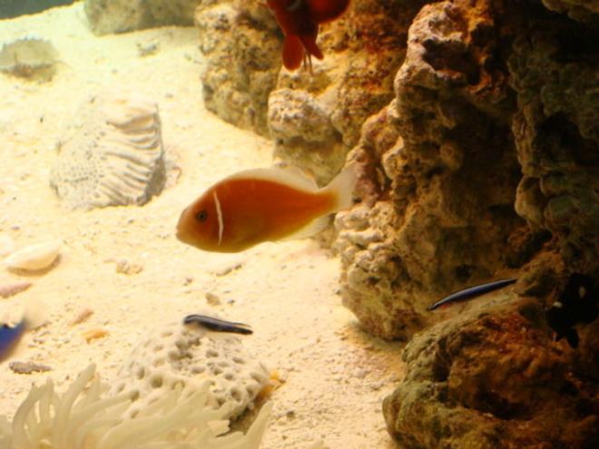 saltwater fish - amphiprion perideraion - pink skunk clownfish stocking in 29 gallons tank - my skunk