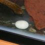 fish tank picture - Red-eared Slider Egg (approx. 2")