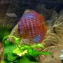 freshwater fish - symphysodon spp. - red turquoise discus stocking in 75 gallons tank - Red Turk