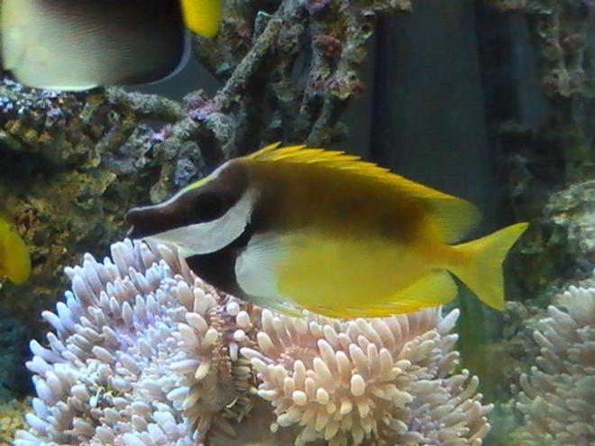 saltwater fish - siganus vulpinus - foxface lo stocking in 95 gallons tank - Foxface Lo