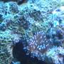 corals inverts - entacmaea quadricolor - bubble tip anemone stocking in 95 gallons tank - Anemone