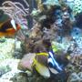 saltwater fish - amphiprion frenatus - tomato clownfish stocking in 95 gallons tank - Foxface Lo & Clownfish