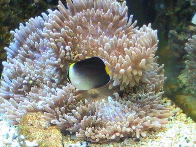 corals inverts - heteractis crispa - sebae anemone stocking in 95 gallons tank - Angle Fish trying to eat the Anemone
