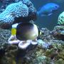 saltwater fish - chaetodontoplus mesoleucus - singapore angelfish stocking in 95 gallons tank - Angle Fish