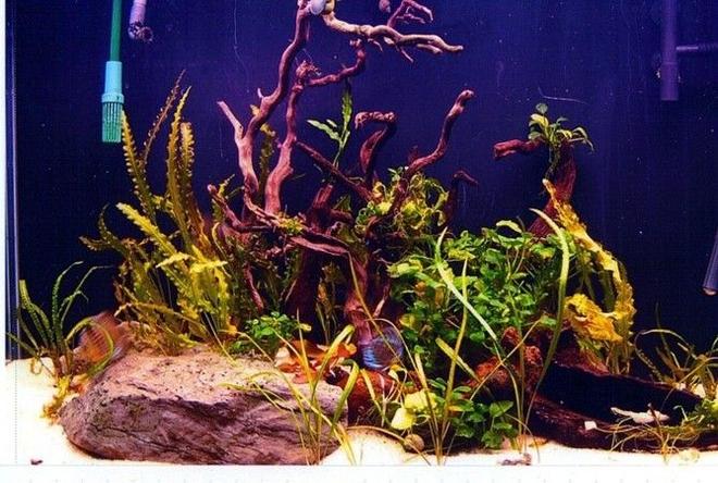 90 gallons planted tank (mostly live plants and fish) - 90 gal 'Amazon' tank with 14 turquoise discus, 10 dwarf corys, 8 dwarf cichlids and a flash pleco; also Amano shrimp, snails and dwarf crayfish