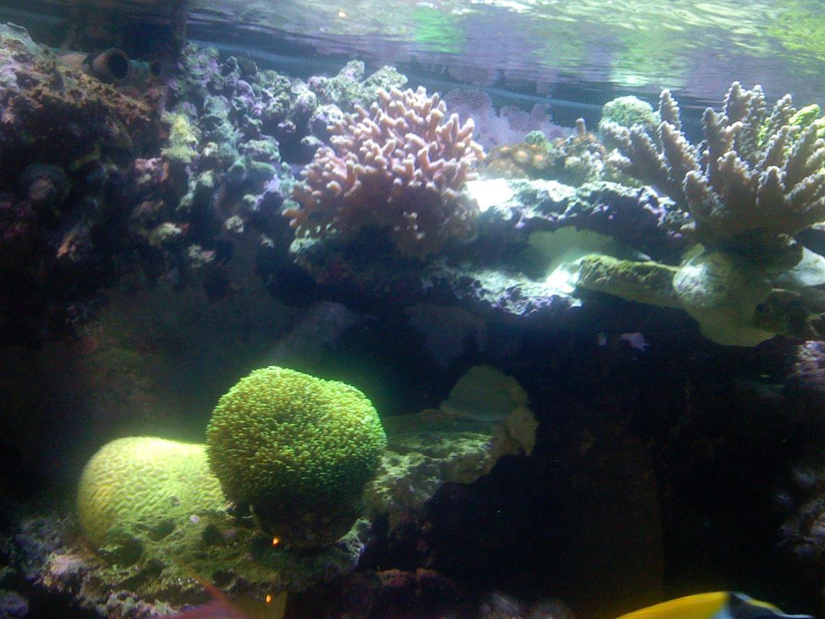 corals inverts - galaxea spp. - tooth coral stocking in 180 gallons tank - Brain and Galaxy coral