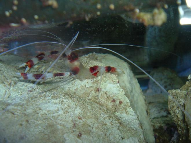 corals inverts - stenopus hispidus - banded coral shrimp stocking in 55 gallons tank - coralbanded shrimp, from back of tank