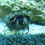 corals inverts - clibanarius tricolor - dwarf blue leg hermit crab stocking in 55 gallons tank - hermit