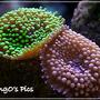 corals inverts - ricordea florida - ricordea mushroom stocking in 150 gallons tank - ricordea floridas