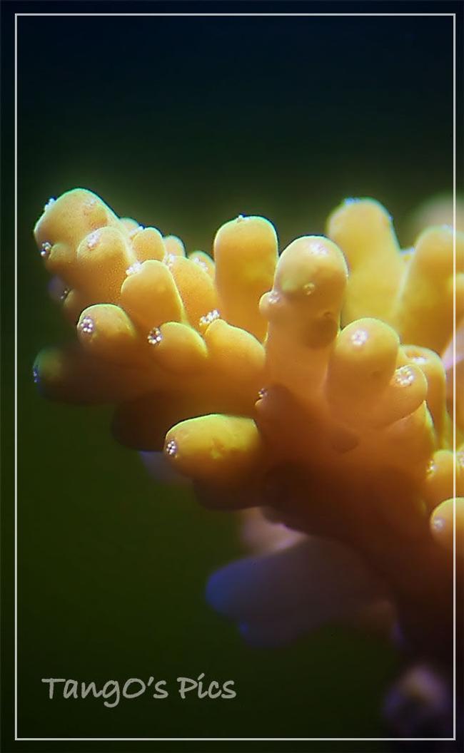 corals inverts - acropora chesterfieldensis - chesterfieldensis acropora coral stocking in 150 gallons tank - a sps frag