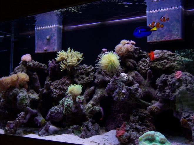 90 gallons reef tank (mostly live coral and fish) - 90 Gallon Coral Reef