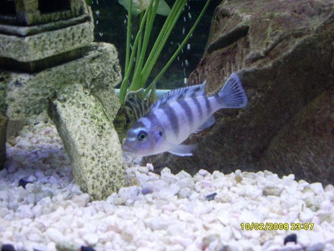 freshwater fish - metriaclima lombardoi - kenyi cichlid stocking in 55 gallons tank - My Kenyi and his Geo budddy