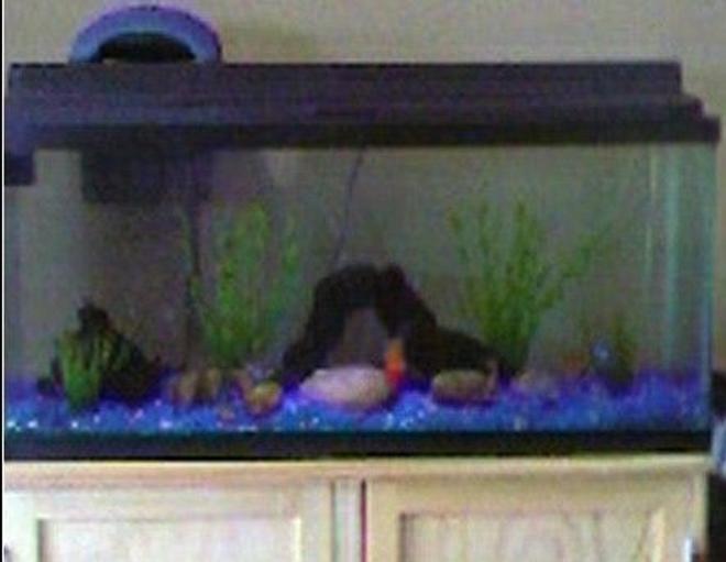 30 gallons freshwater fish tank (mostly fish and non-living decorations) - 30 gal goldfish tank