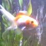 freshwater fish - carassius auratus - fantail goldfish, calico stocking in 30 gallons tank - thomas