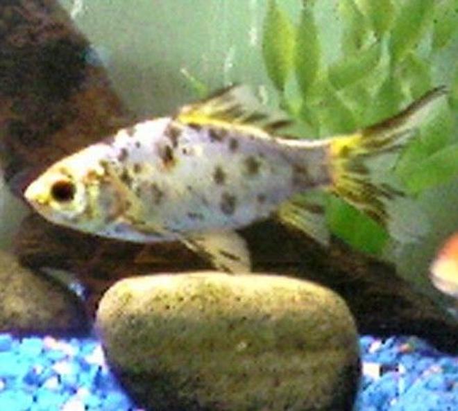 freshwater fish - carassius auratus - fantail goldfish, calico stocking in 30 gallons tank - arlo