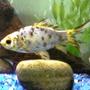 freshwater fish - carassius auratus - fantail goldfish, calico stocking in 30 gallons tank - arlo