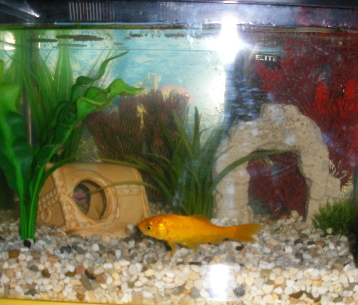freshwater fish - carassius auratus - goldfish stocking in 2 gallons tank - 1 small goldfish in small tank
