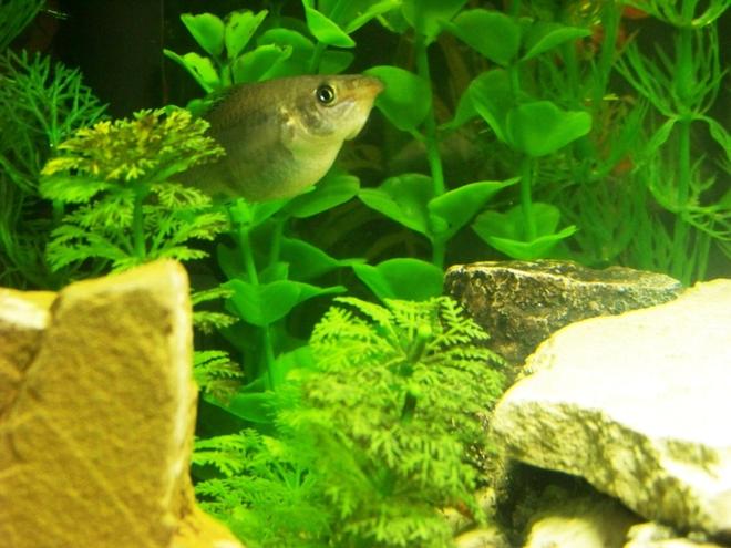 freshwater fish - poecilia latipinna - molly stocking in 120 gallons tank - This molly recently gave birth to the fry in my other pictures.