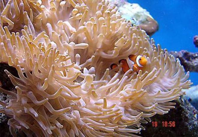 corals inverts - heteractis crispa - sebae anemone stocking in 185 gallons tank - They r so gracefull