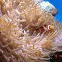 corals inverts - heteractis crispa - sebae anemone stocking in 185 gallons tank - They r so gracefull
