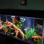 fish tank picture - 55 gallon
