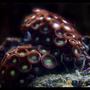 corals inverts - zoanthus sp. - green zoanthid polyps stocking in 75 gallons tank - Purple/Green Zoanthid