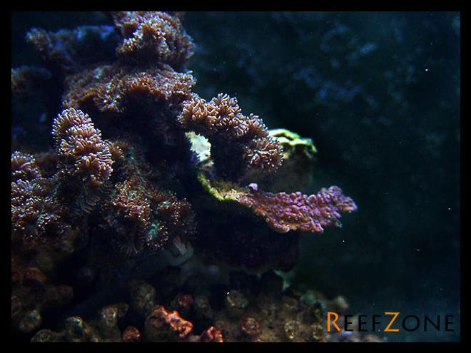 corals inverts stocking in 75 gallons tank - The war has begun.