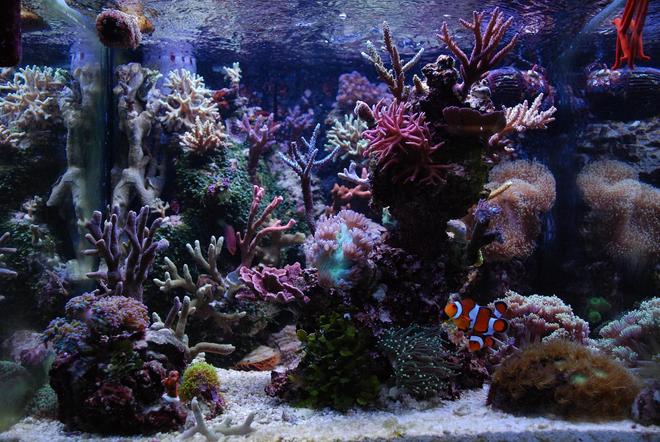 40 gallons reef tank (mostly live coral and fish) - my tanks front