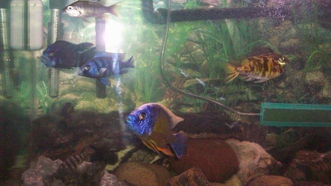 freshwater fish - aulonocara rubescens - ruby red peacock stocking in 55 gallons tank - My Cichlids Tank :).... Its a 75 gallon tank :)