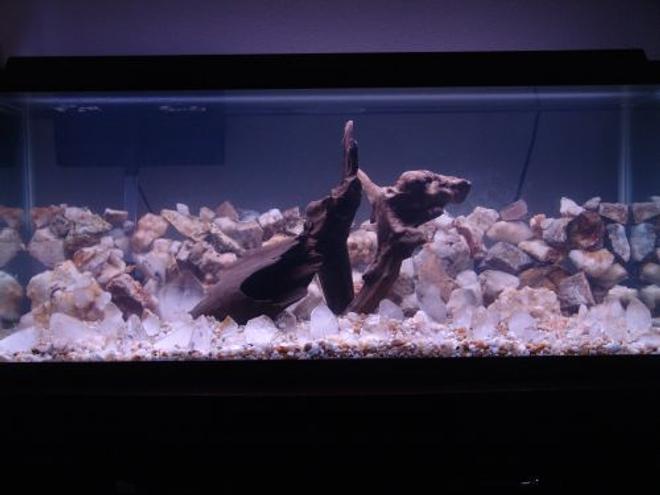 100 gallons freshwater fish tank (mostly fish and non-living decorations) - 75g driftwood and quarts few neons still adding... 5 days old