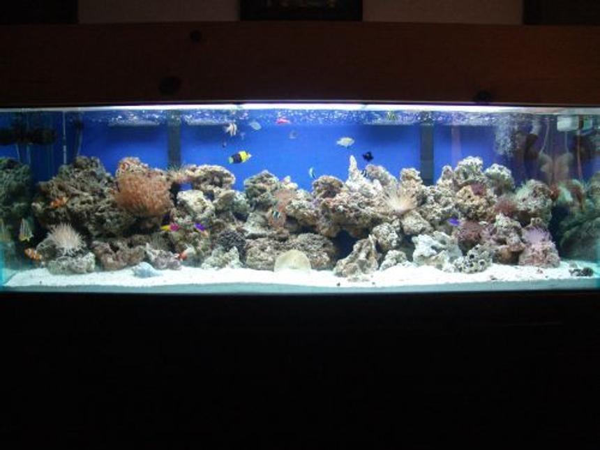 Rated #92: 100 Gallons Reef Tank - 100g reef, 120 pound live rock, 100 pound live sand, 2 75g filters, octopus skimmer, 2 20k 48" floescent, lots of fish!!!
