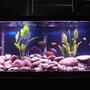 55 gallons freshwater fish tank (mostly fish and non-living decorations) - 55 gallon. two double whisper 60 gallon filters. riverstones. cichlid mix with black gravel and 3 sword plants.
