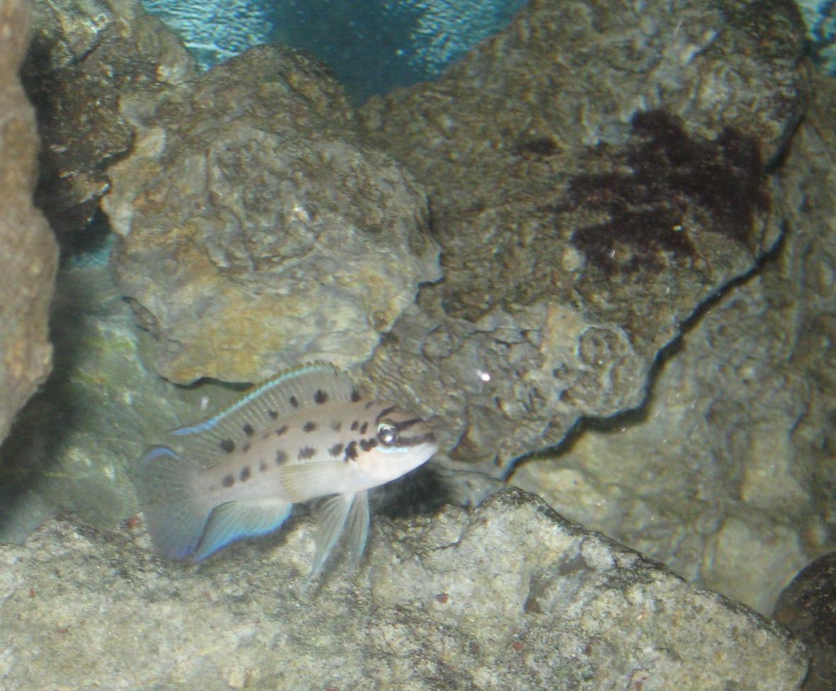 freshwater fish - chalinochromis sp. ndobnoi stocking in 55 gallons tank - chalinochromis ndobnoi protecting his cave