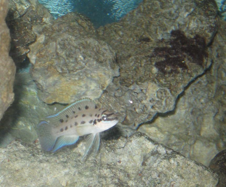 Rated #1354: Freshwater Fish - Chalinochromis Sp. Ndobnoi Stocking In 55 Gallons Tank - chalinochromis ndobnoi    protecting his cave