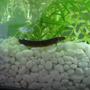 freshwater fish - pangio sp. - black kuhlii loach stocking in 25 gallons tank - This is my Black Kuhli loach Little J he is the least shy of the three kuhlis the striped kuhlis are shyer is there a reason for this i dont know but i love my kuhlis!!!!!!!!
