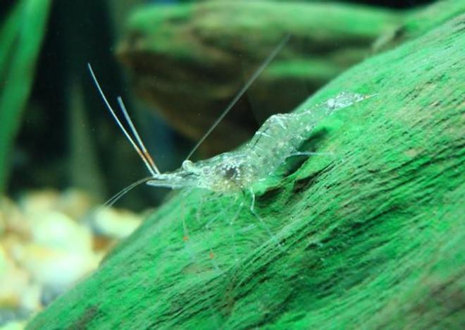 corals inverts - paleomonetes sp. - ghost shrimp stocking in 55 gallons tank - ghost shrimp