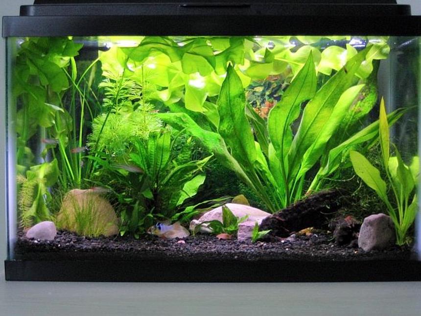 Rated #68: 20 Gallons Planted Tank - My planted 10 gallon.