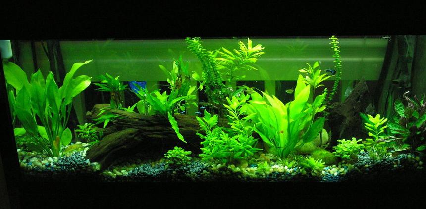 Rated #47: 55 Gallons Planted Tank - My Amaxon Tank